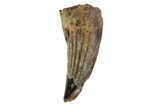 Raptor (Paronychodon?) Tooth - Hell Creek Formation, Montana #98305-1